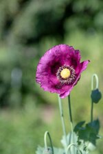 Mohn_DSC_2703.jpg