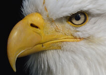 _DSC6465 03 hell Gesicht.jpg