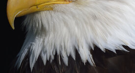 _DSC6465 03 hell Gefieder.jpg