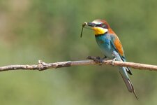 bee-eater-1.jpg