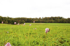 Bienchen und Blümchen.jpg