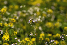 wiesenblüte 1.jpg