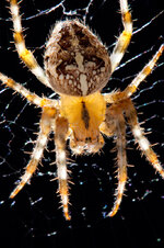 kreuzspinne130920-3.jpg