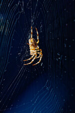 kreuzspinne130920-1.jpg