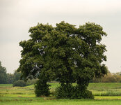 dreifach baum.jpg