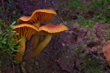 201029 Pilz 1.jpg