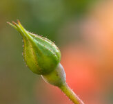 Protected Growth.jpg