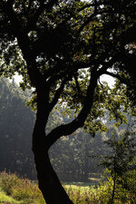 baum.jpg