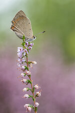 20200823-IMG_2518-b.jpg