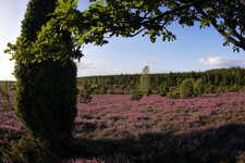 Wacholderheide 1.jpg