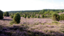 Wacholderheide 3.jpg