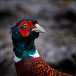 Fasan-R-11-800-8342-dslr.jpg