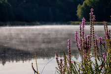Teich_Nebel.jpg
