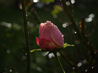 Herbstzeit-Rose.jpg