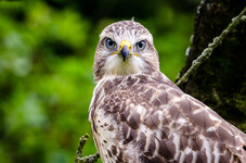 Bussard.jpg