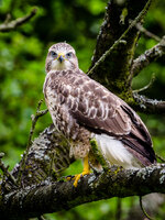 Bussard-2.jpg