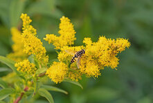 goldrute mit Besuch 2.jpg