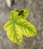 blatt mit Besuch.jpg