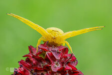 2020-08-04 12-38-34_Veraenderliche_Krabbenspinne_1200.jpg