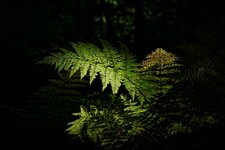 Schwarzwald_DSC02828_DxO_jiw.jpg