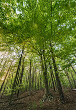 wald_mueggelberge_8576-2.jpg