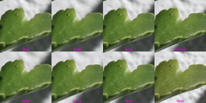 8k_aligned-leaf-montage.jpg
