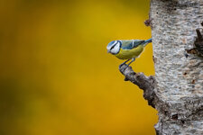 Herbst-Blaumeise.jpg