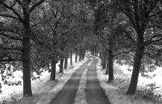 allee 1 sw ir.jpg