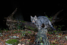 20201009_205517_camera_trap_jura_03.jpg