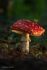 comp1_P1240389-B1.jpg