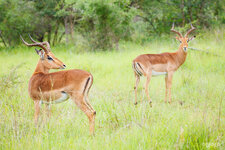 _MG_8344_Maennl._Impalas.jpg _MG_8344_Maennl._Impalas.jpg