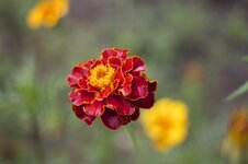 IMG_0145.jpg