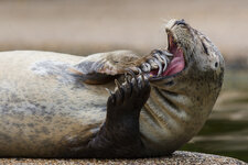 130811_Zoo_Rheine-20.jpg