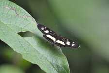DSC_7079.JPG