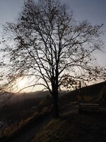 Baum Sonnenuntergang.jpg