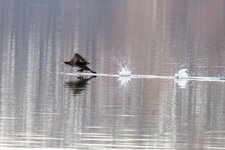 IMG_2746.jpg