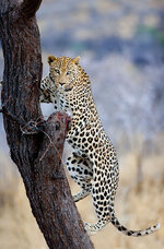 leopard101009-3.jpg