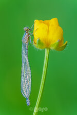 _MG_1296_Fledermaus-Azurjungfer_1200.jpg