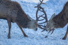 KPF_0459ff.jpg KPF_0459ff.jpg