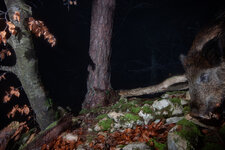 20201128_021102_camera_trap_jura_49.jpg