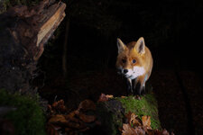 20201127_201958_camera_trap_01.jpg