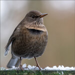 Amsel-R5-1397-dslr.jpg