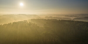 morgennebligerwald.jpg