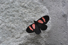 DSC_6721.JPG