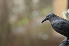E99A1994 Canon 85mm1.8 bei 1.8.jpg
