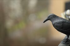 E99A1995 Canon 85mm1.4 bei 1.4.jpg