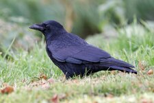 comp_IMG_7367_DxO.jpg