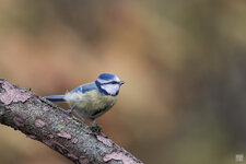 2020-13-09-BSF-Blaumeise-3WZ-NEU-1200.jpg