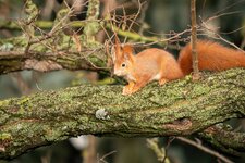 Eichhörnchen_03.jpg