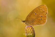 _MG_7045_Brauner_Waldvogel_1200.jpg